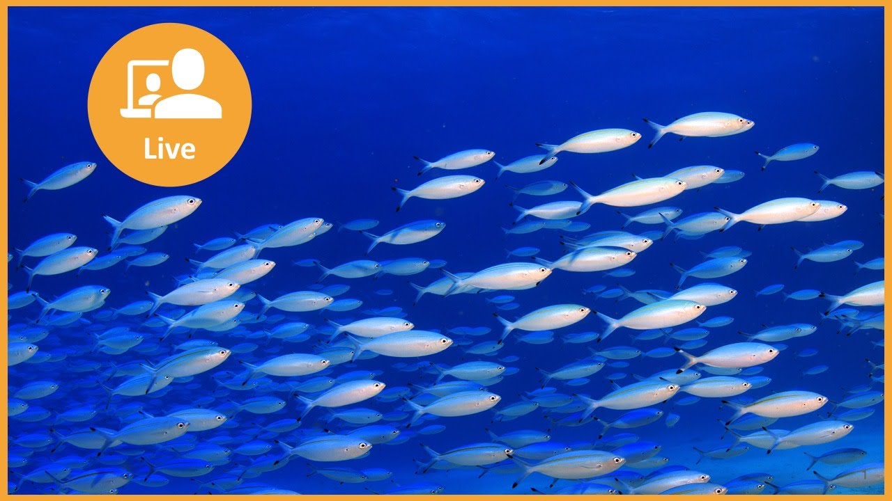 Designing Platform Ecosystems for a Changing World: Live Discussion with Boundaryless