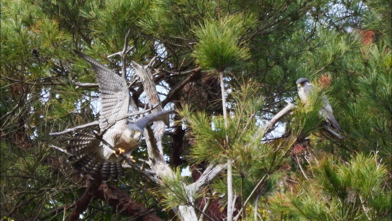 2026/1/20 ハヤブサペア警戒♂獲物はイカル？？