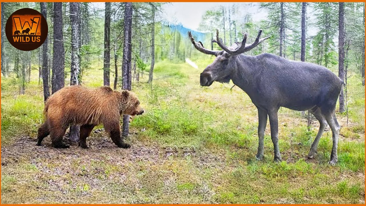 The Most Amazing Grizzly Bear Attacks Ever Caught on Camera | Wild Animals