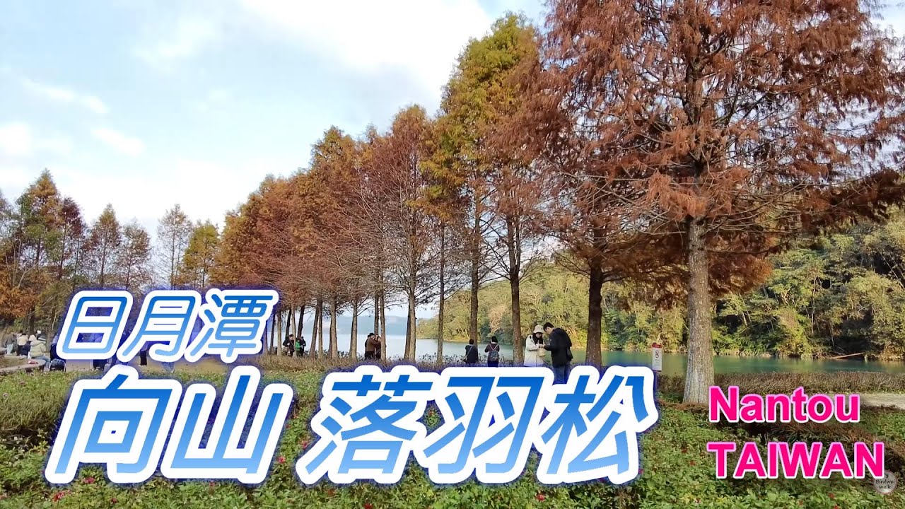 日月潭向山落羽松｜Sun Moon Lake Autumn Walk Vlog 🍁📸#日月潭 #向山落羽松 #SunMoonLake