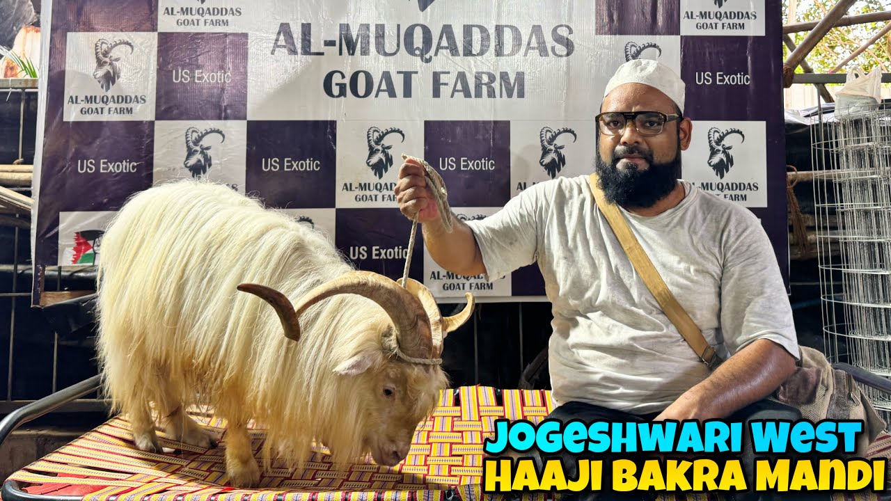 HAAJI Bakra Mandi JOGESHWARI Mai AL MUQADDAS Goat Farm ke EXOTIC Bakre