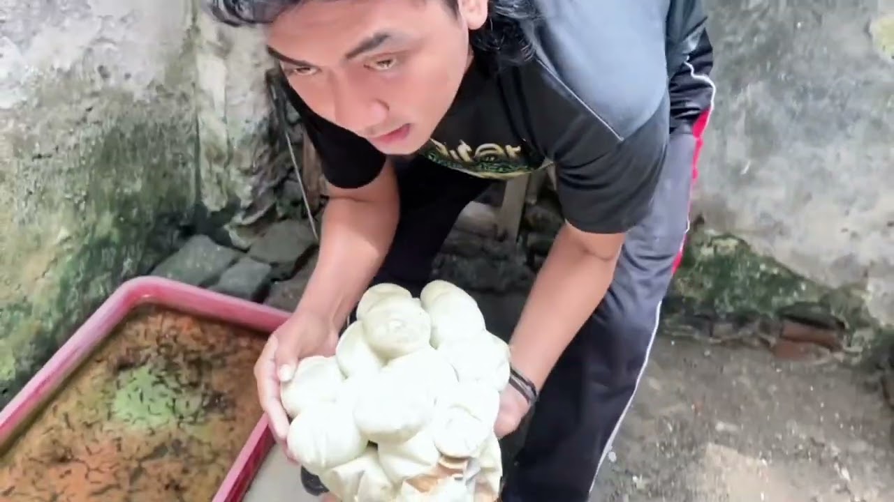 proses pengambilan telur ular siluman di sarangnya