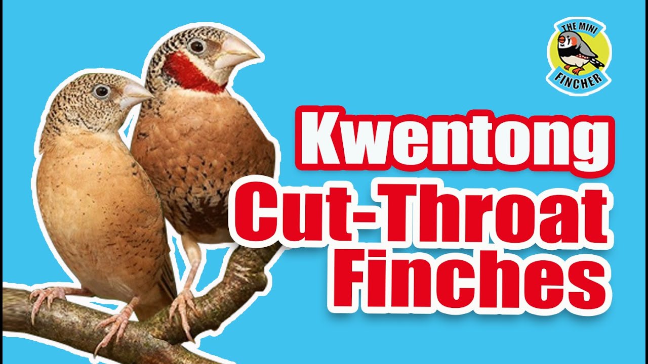 Ep.25: My Cut-throat finch experience