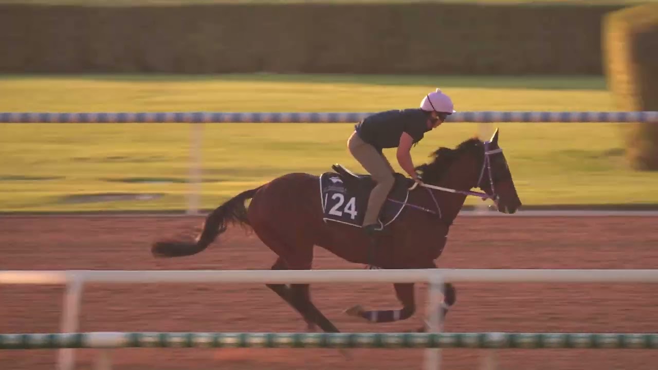 【2026 北風錦標 Mahab Al Shimaal】「昇瀧駒」晨操片段（2月27日）/ Sing Dragon - Morning Trackwork (27 Feb)