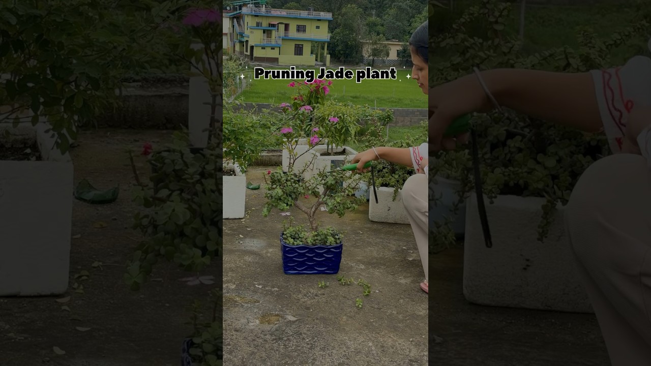 How to make jade plant bushy || Pruning jade plant for bushy growth #youtubeshorts#viral#shorts