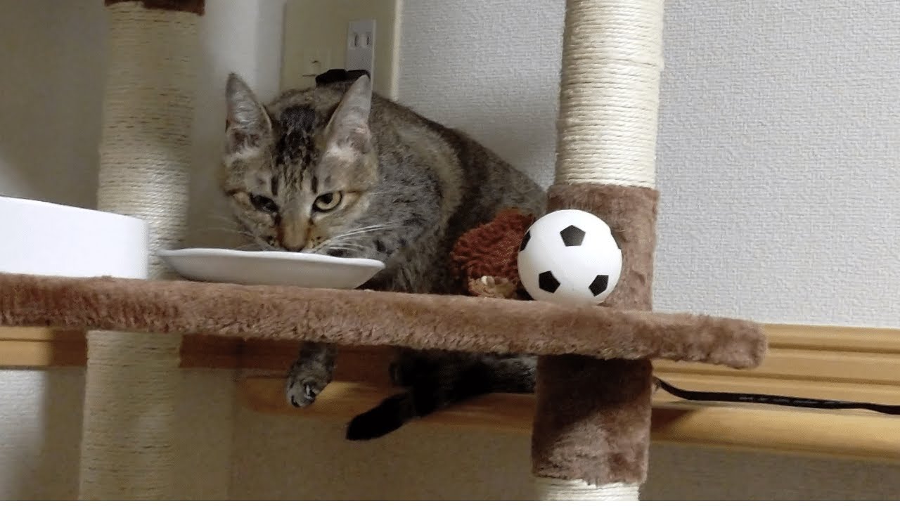 こちらを警戒しながら食事をする猫【トライアル２日目】＃２