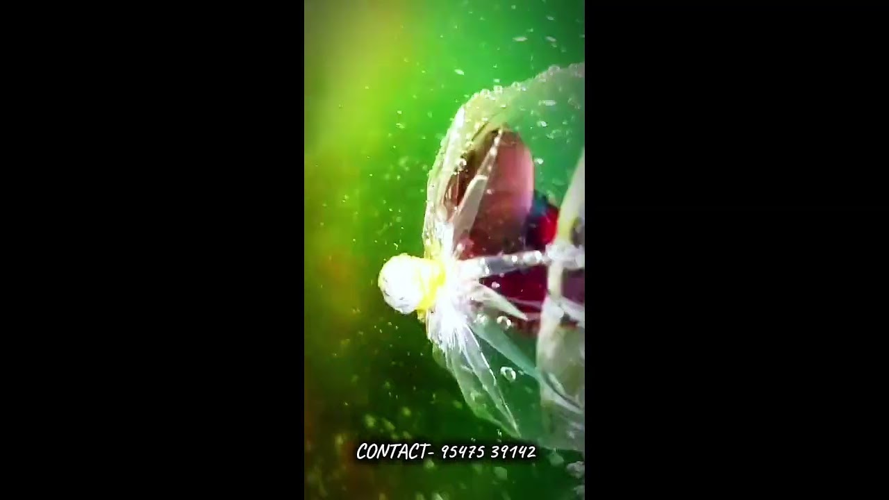 ❤️Republic day special new  fish stock update❤️ hobby nigam pet shop