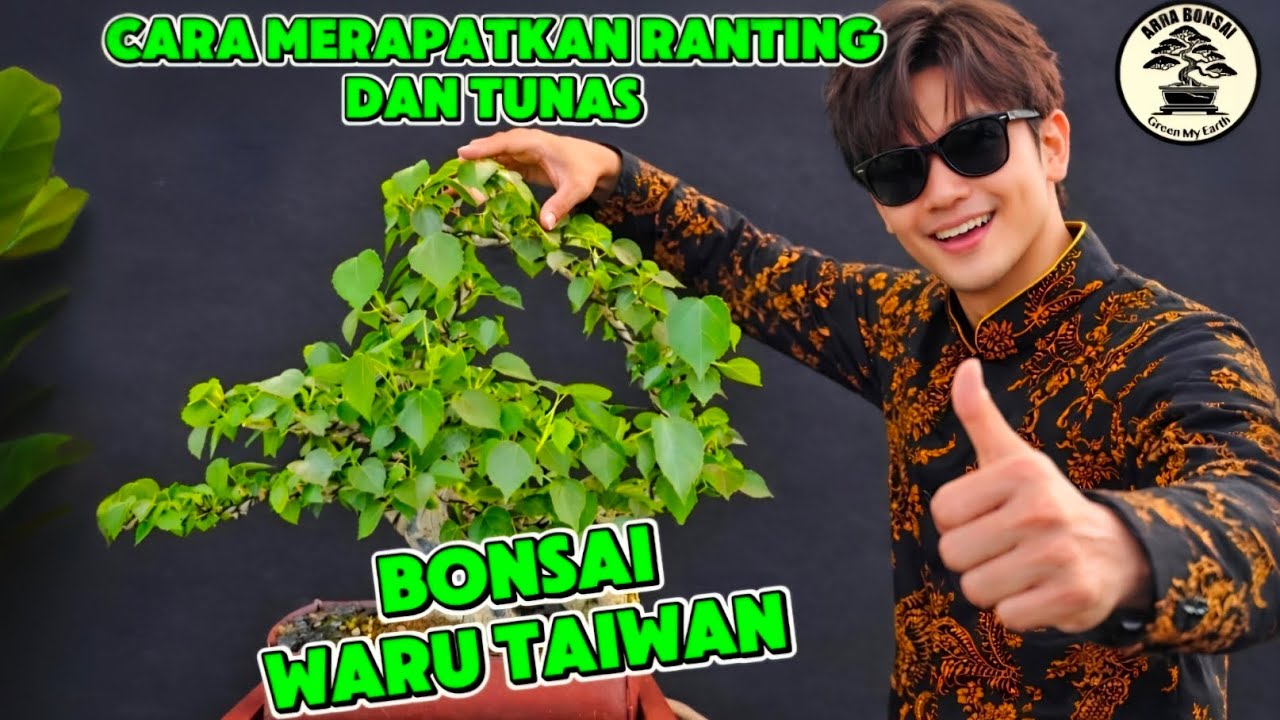 Cara Merapatakan Ranting dan Tunas Bonsai Waru Taiwan #bonsaiwaru 