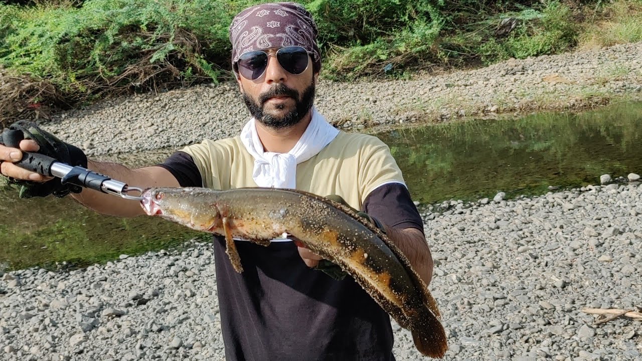 Tiger Snakehead Hunt Fishing Murrel Fish India 🎣🐟💯#snakehead #fishing #gulbarga #karnataka #india