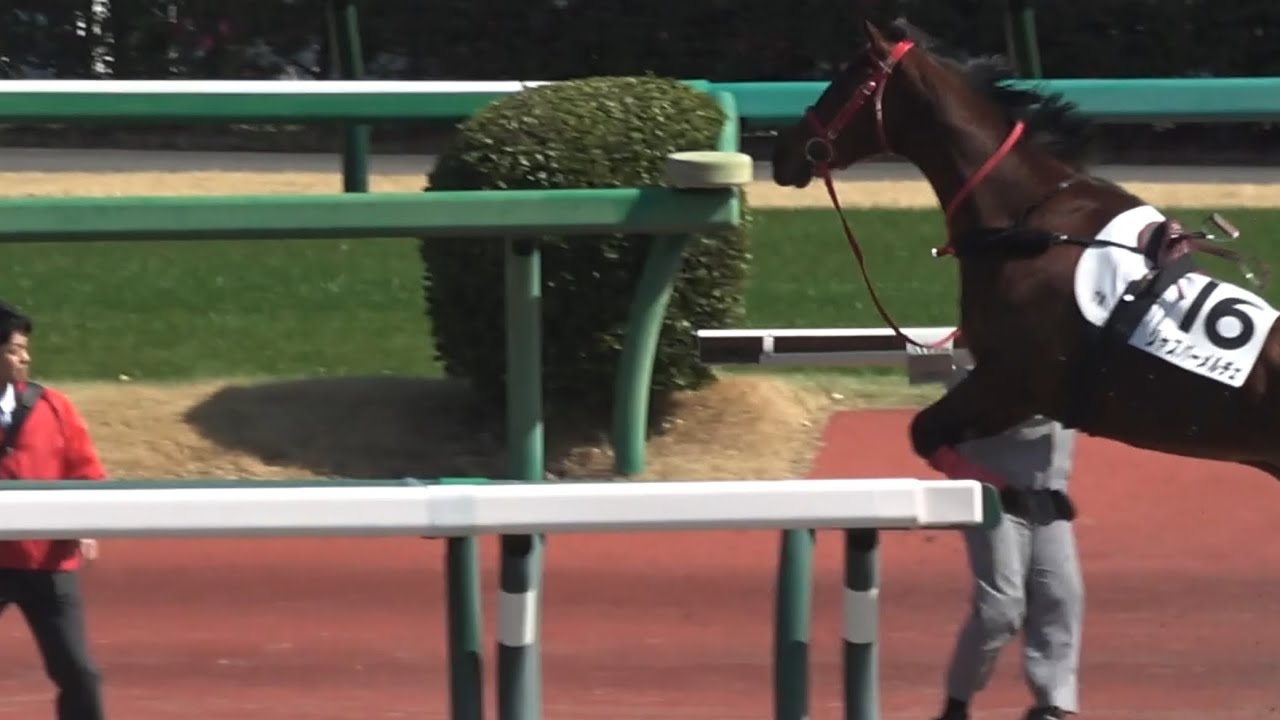 【放馬】ジャスパーメルチェが近馬道に帰宅し係員の人にぶつかりそうになる【中山競馬場】