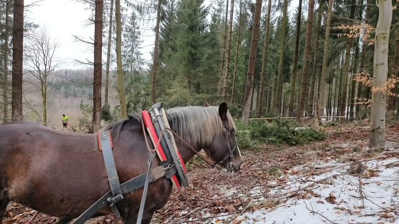 Tahání při kácení