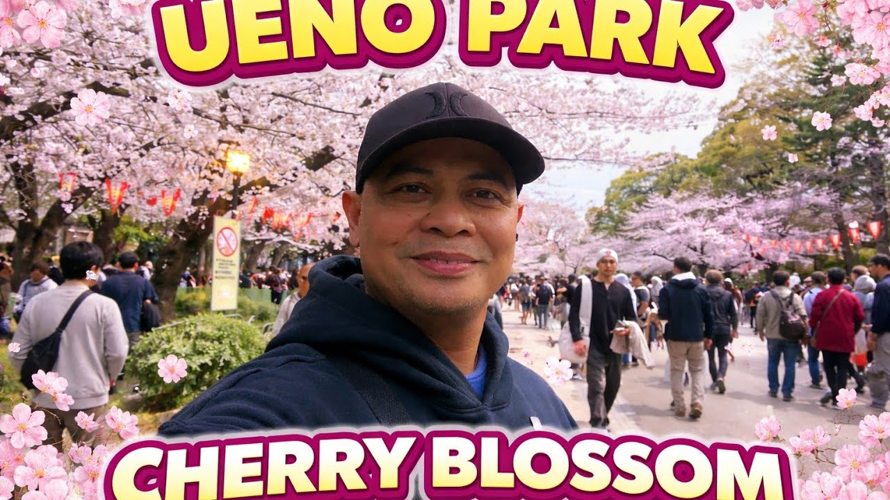Ueno cherry blossom