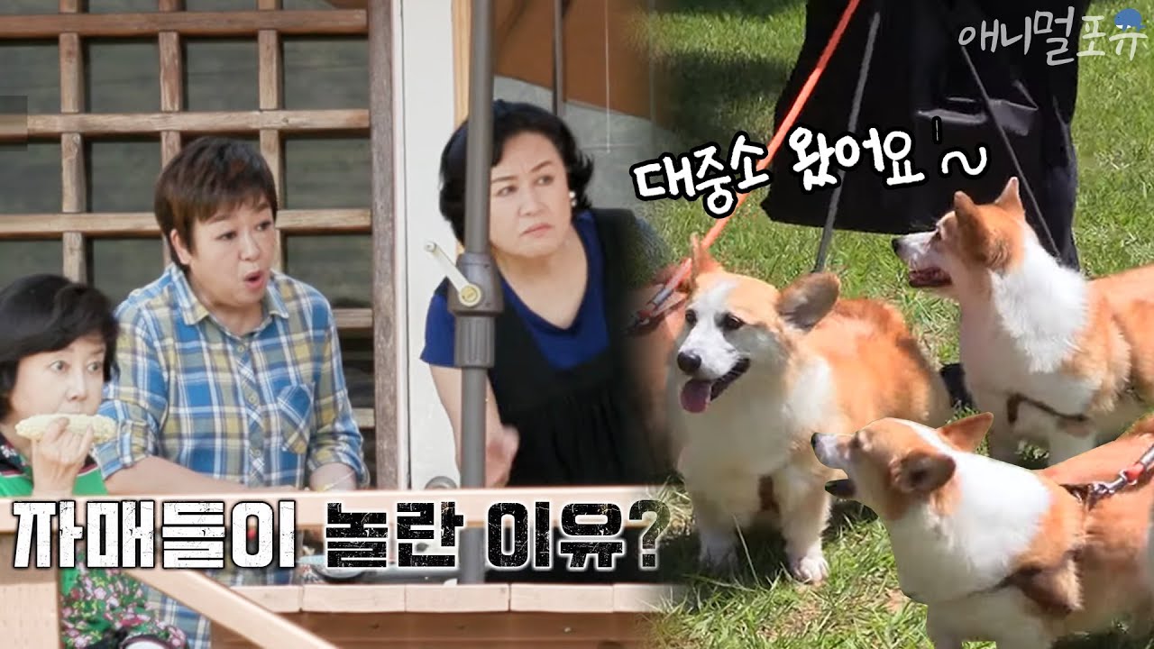 같이 삽시다 자매들을 깜짝 놀라게 한 강아지 대중소!? KBS 201002 방송