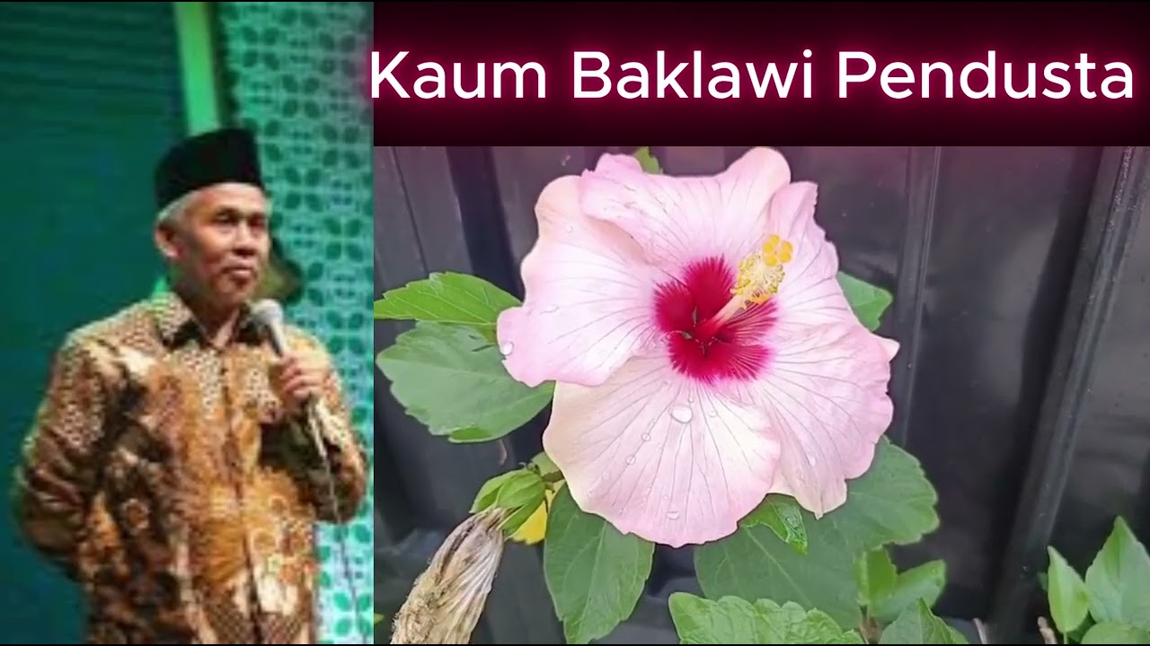 Kaum Habib Baklawi Pendusta