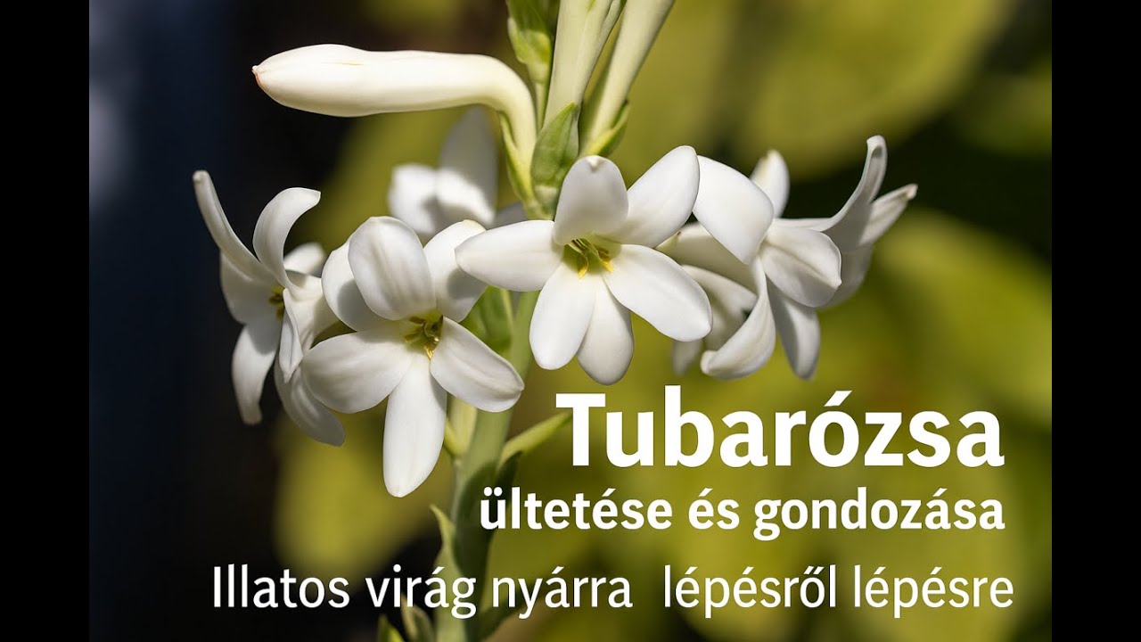 Tubarózsa ültetése és gondozása | Illatos virág nyárra lépésről lépésre