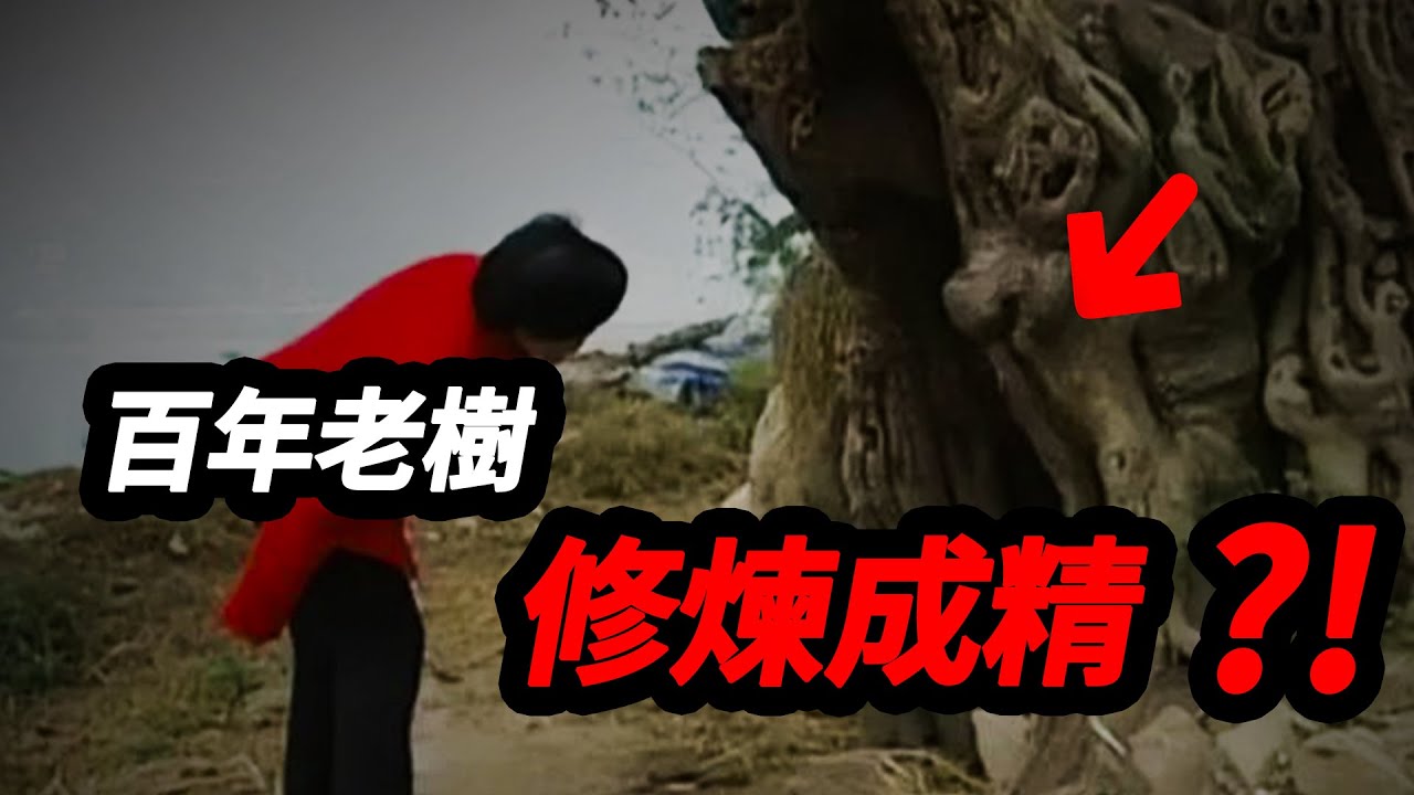 修煉成精？！重慶百年老樹突然開口說人話，專家緊急前往調查，不料竟被&hellip;