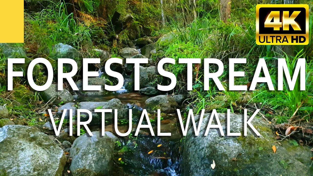 4K Virtual Forest Walk along Forest Stream with Nature Sounds ★ Relaxing River Sounds