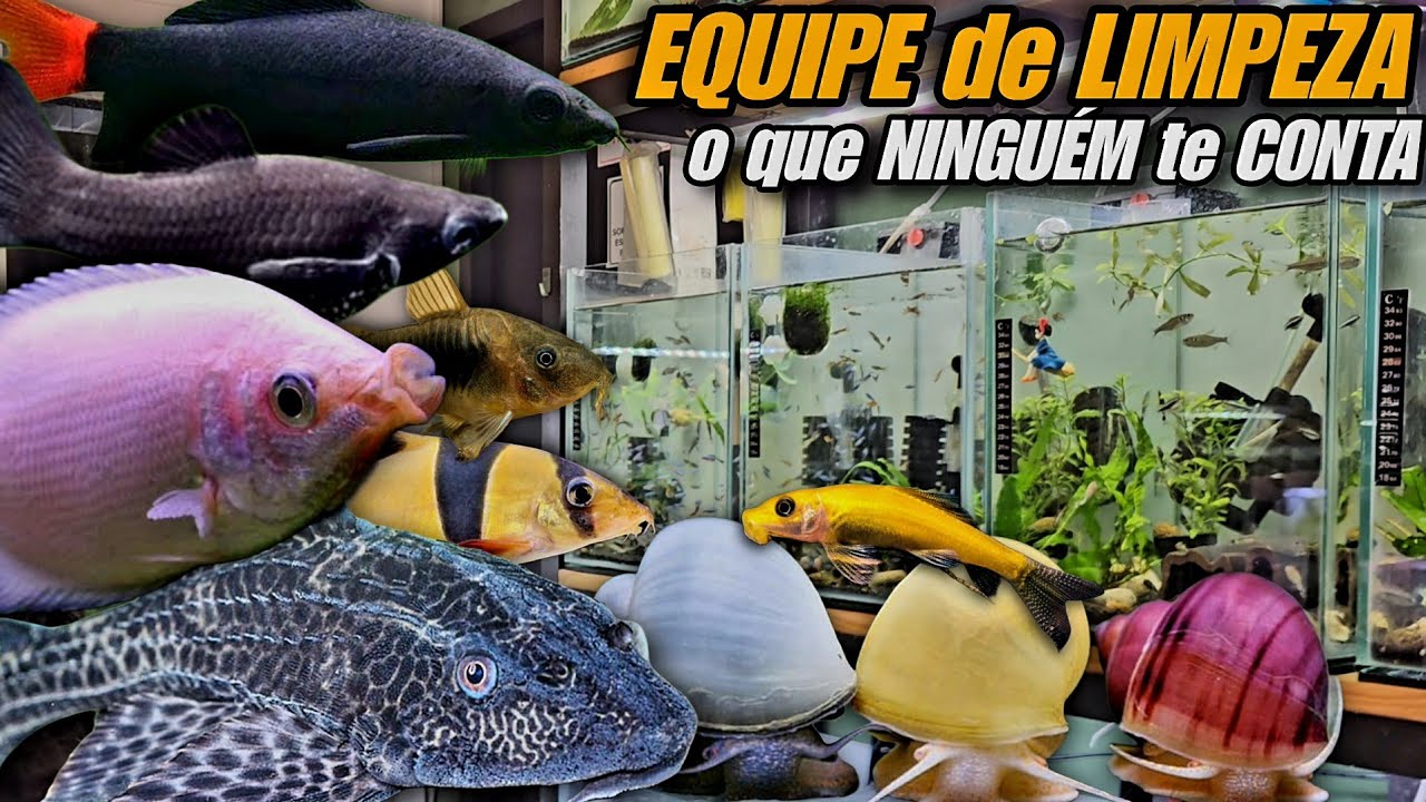 EQUIPE DE LIMPEZA PARA AQUÁRIOS DE ÁGUA DOCE: O QUE NÃO TE CONTAM SOBRE