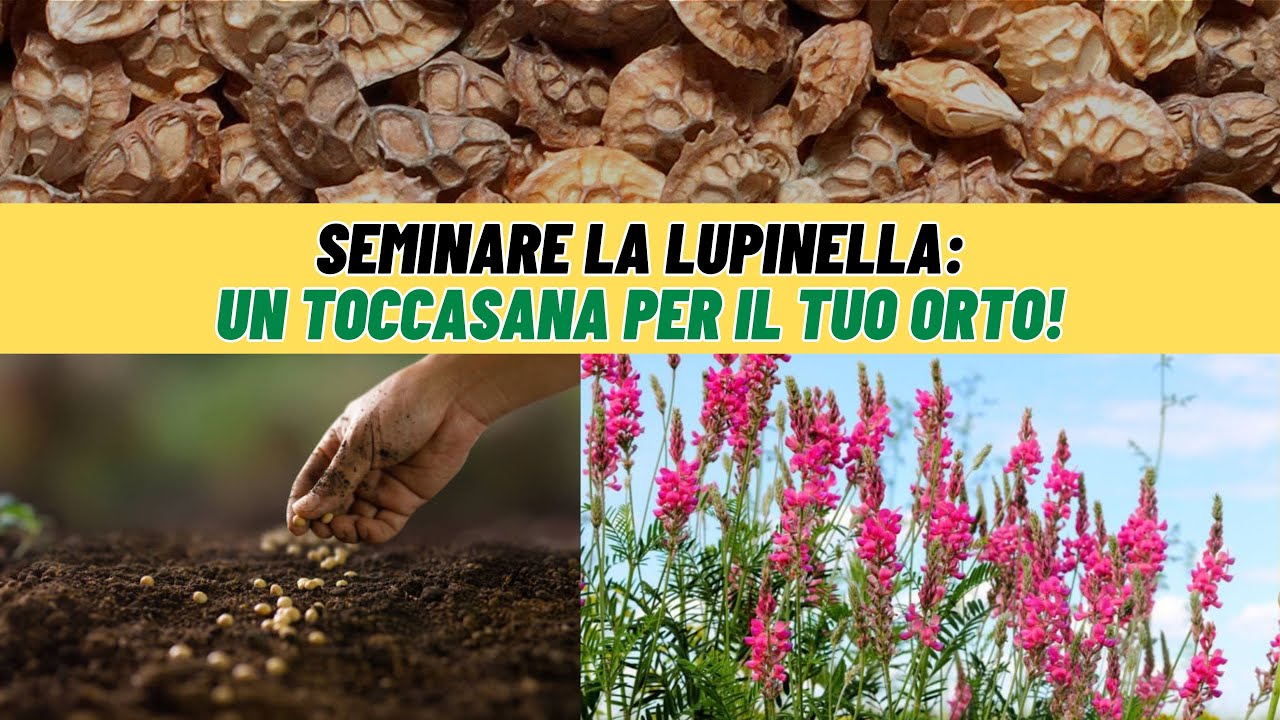 LUPINELLA: la pianta che MIGLIORA il TERRENO! - W&A Gardens: orto e giardino