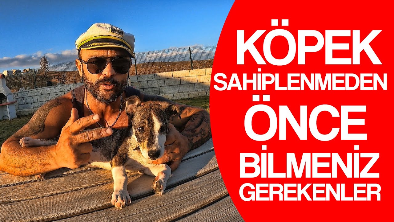 Köpek sahiplenmeden önce bilmeniz gerekenler