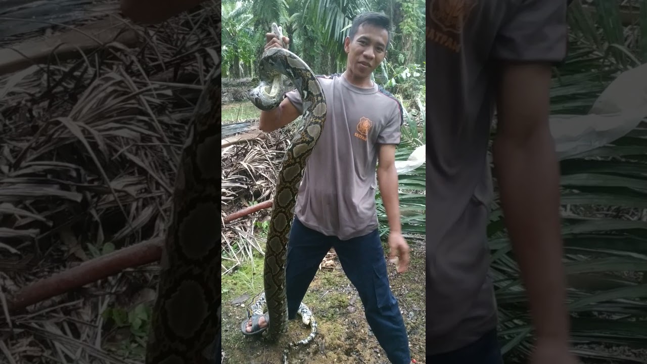 Cara menangkap ular sanca yang agresif