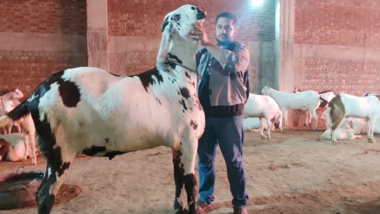 Biggest Bakra In Pakistan New World Record 230Kg Biggest Goat Farm Hsn Entertainment