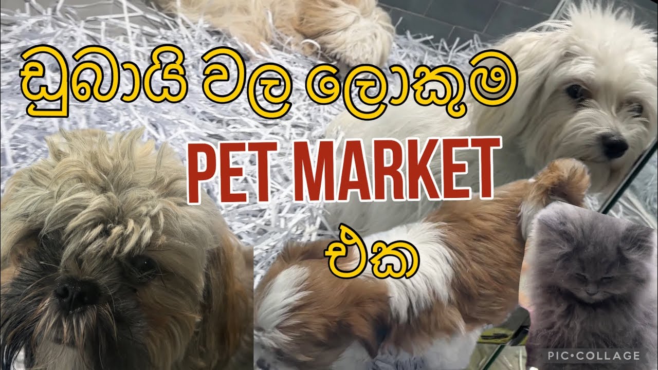 ලක්ෂ ගණන් වටින සත්තු ඉන්න ඩුබායි වල ලොකුම pet market එක | al warsan pet market Dubai