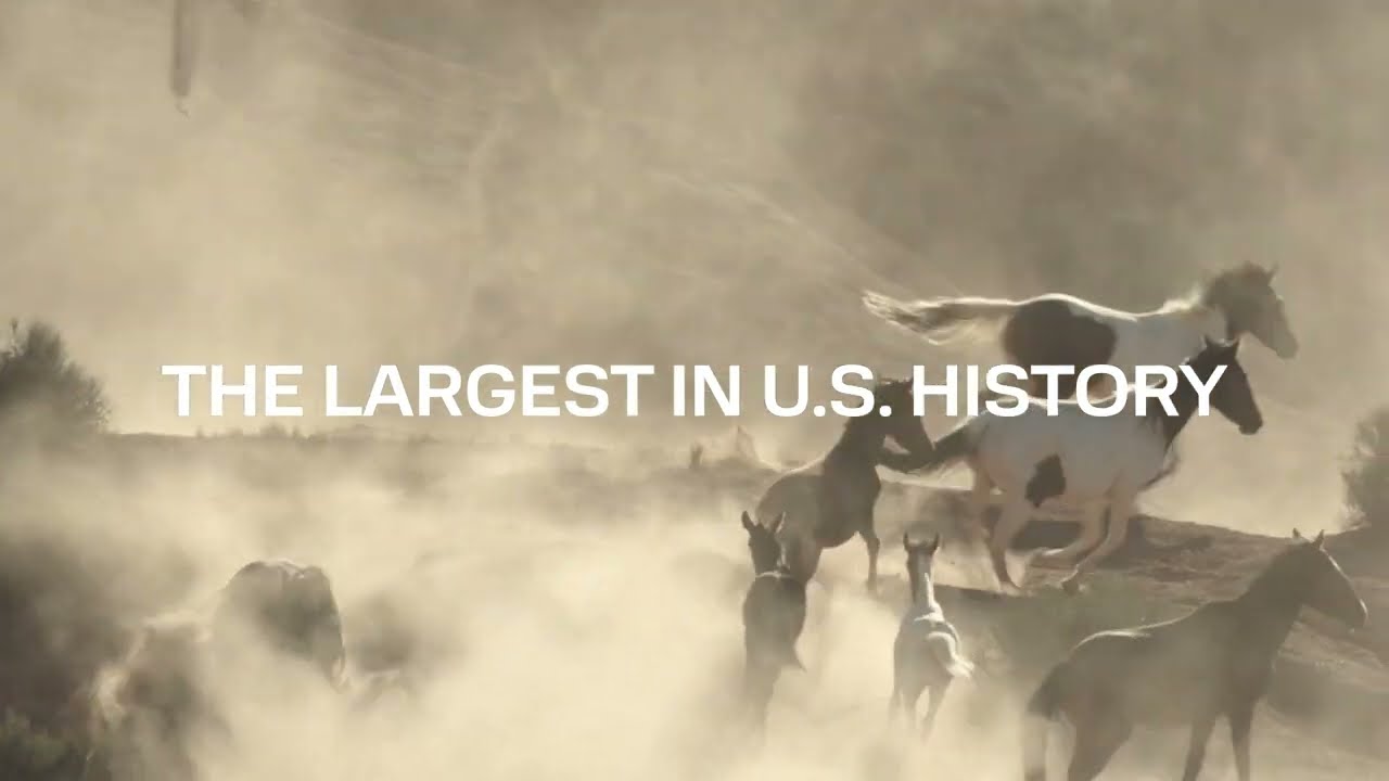 Victories for Wild Horses in 2025