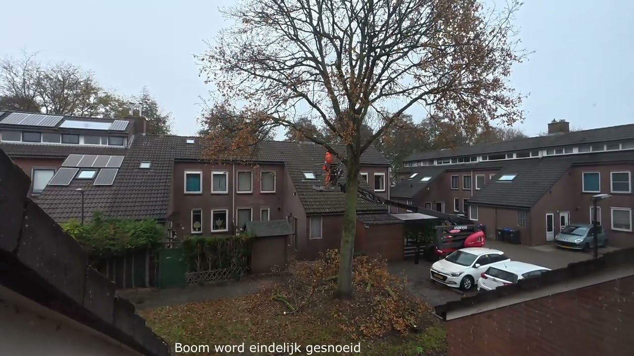 BergschenhoekBoom word eindelijk gesnoeid