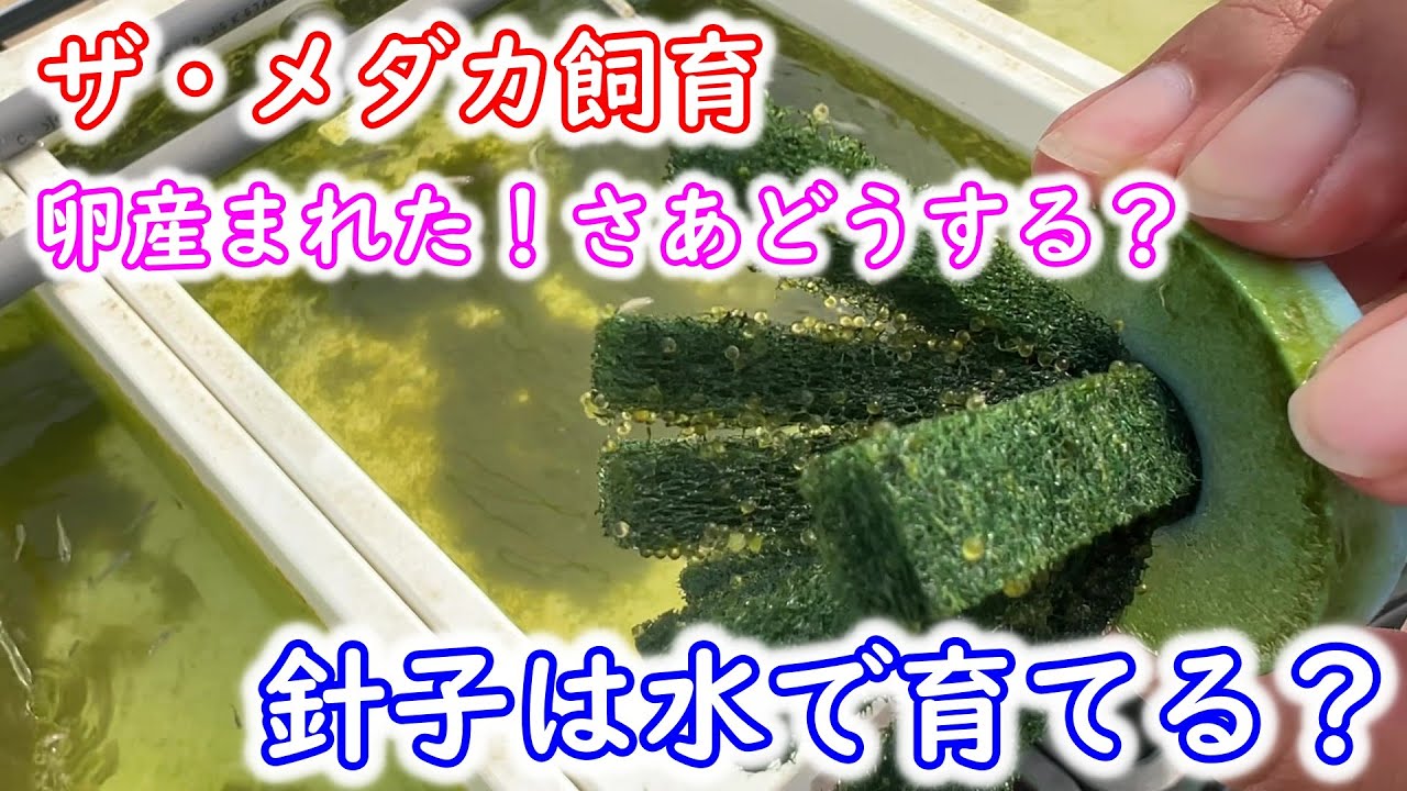 【めだか】ザ・メダカ飼育　採卵から針子の育成まで。針子を育てる水を作る。Ｂ型おやじ