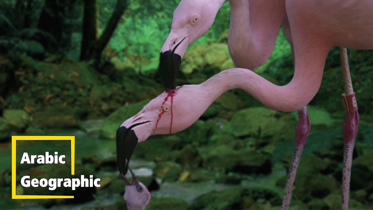 طائر الفلامينجو او البشروش | الحيوانات والحياة البرية