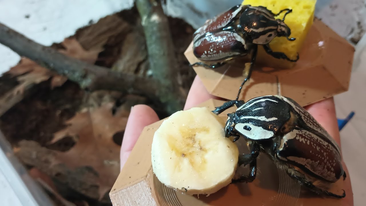 Goliath Beetles, Feeding and Enclosure Setup! We Need A Male!