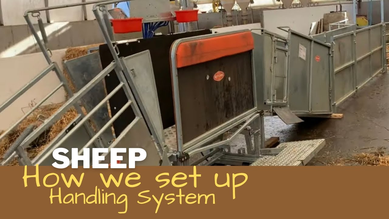 Combi Clamp, Race & Scale. Setting Up Handling System for Sheep. Took about 2 hours.