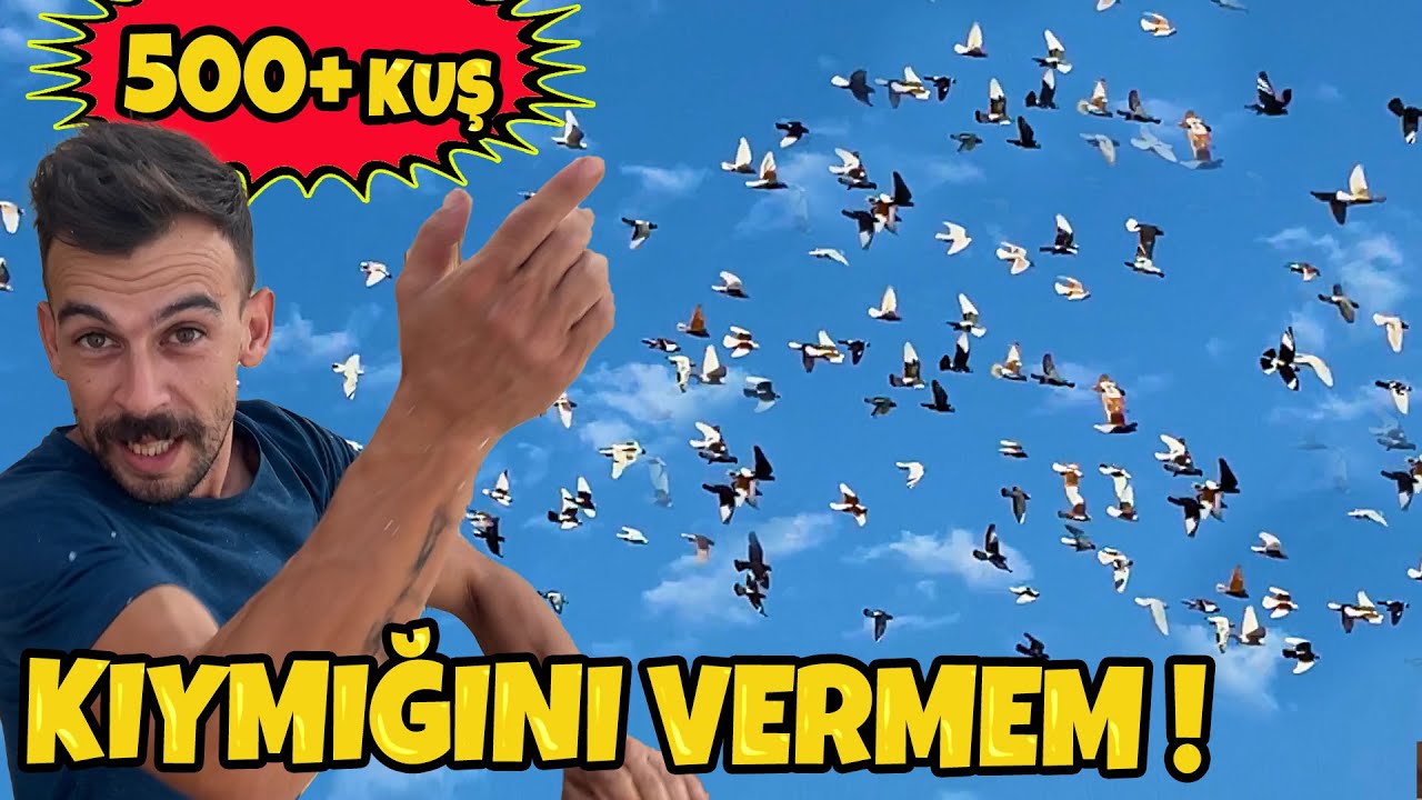 Başar, Osmaniye Karışma Kuşu Sezonunu açıyor ! ~ 500 den fazla kuş olmuş hâlâ doymuyor !