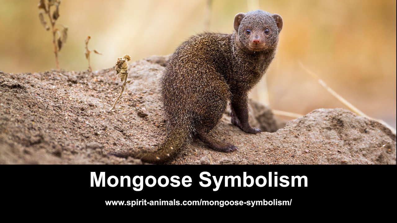 Mongoose Symbolism