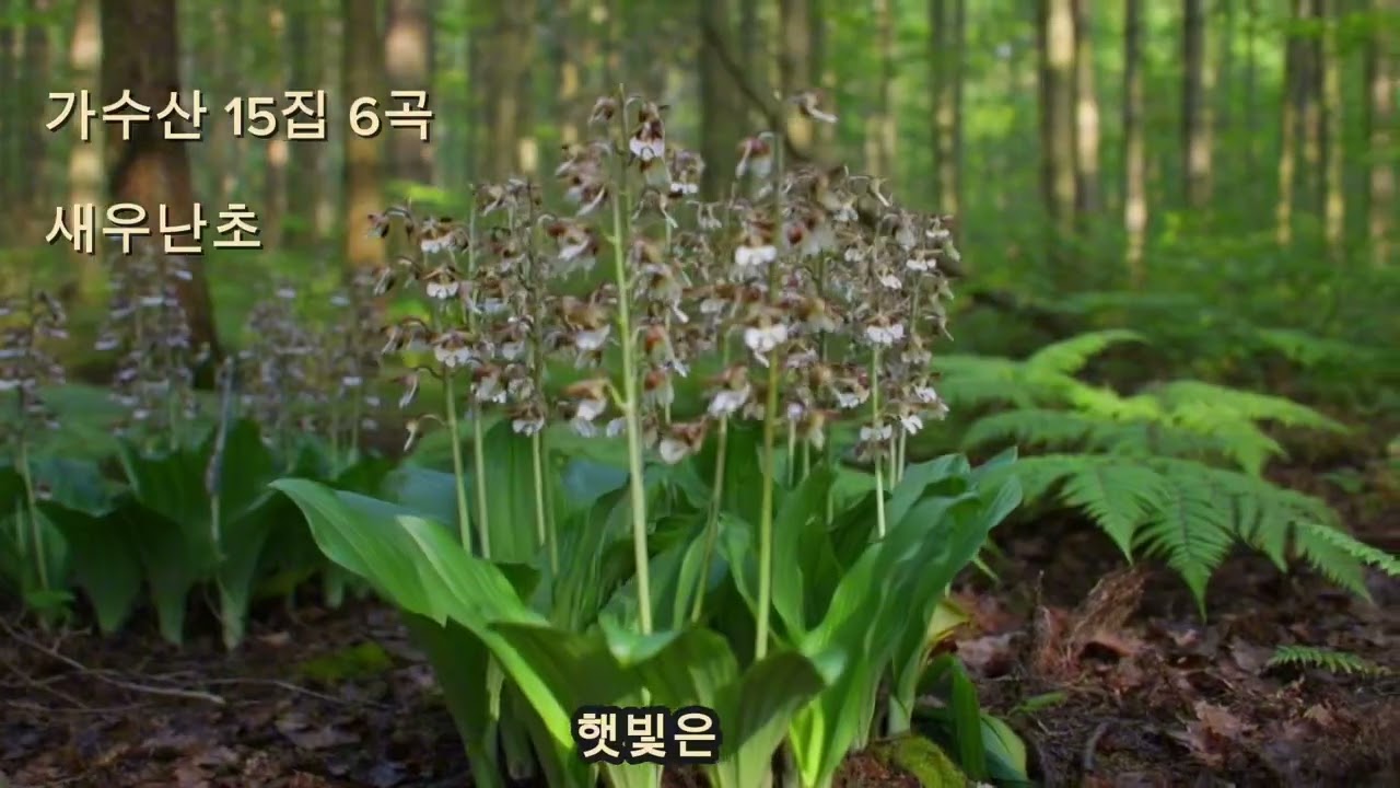 🌸가수산 15집 6곡 🎵 새우난초 | 산에서 피어 더 깊은 향기