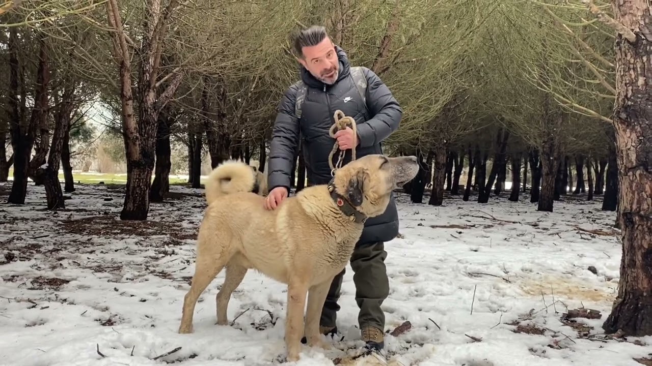 Original Kangal English Video