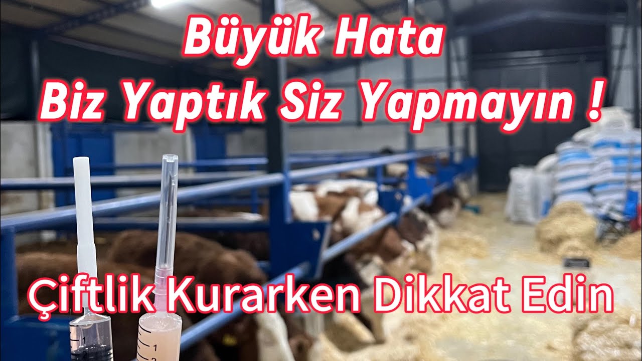 Uyarmışlardı Ama Dikkat Etmedik / Yemleme Rasyonu  #trend #çiftlik #kurbanlık #keşfet #konsantreyem 