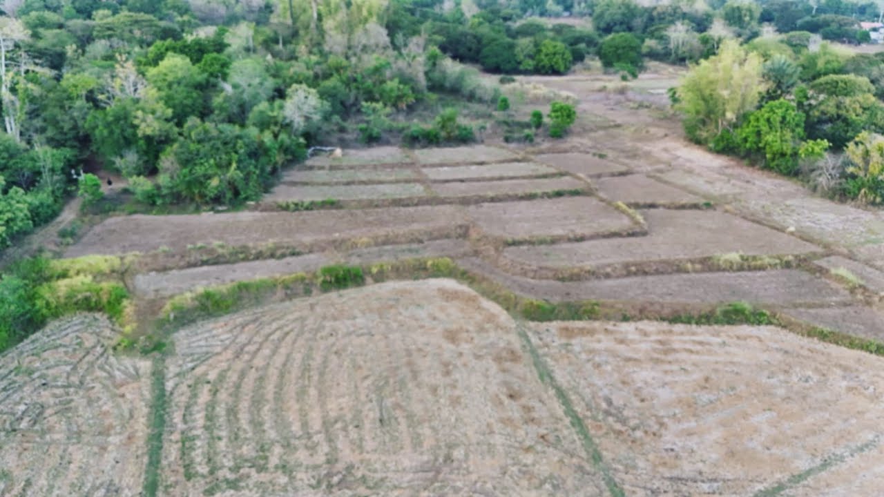 V#143  8.2 HECATRES LOT AREA AT CUYAPO N.E.,GOOD FOR ANY FARM PURPOSES @mr.excitementmixvlog