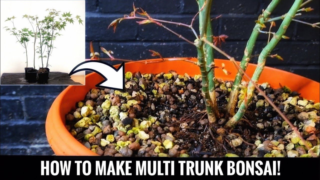 How to make a kabudachi Bonsai