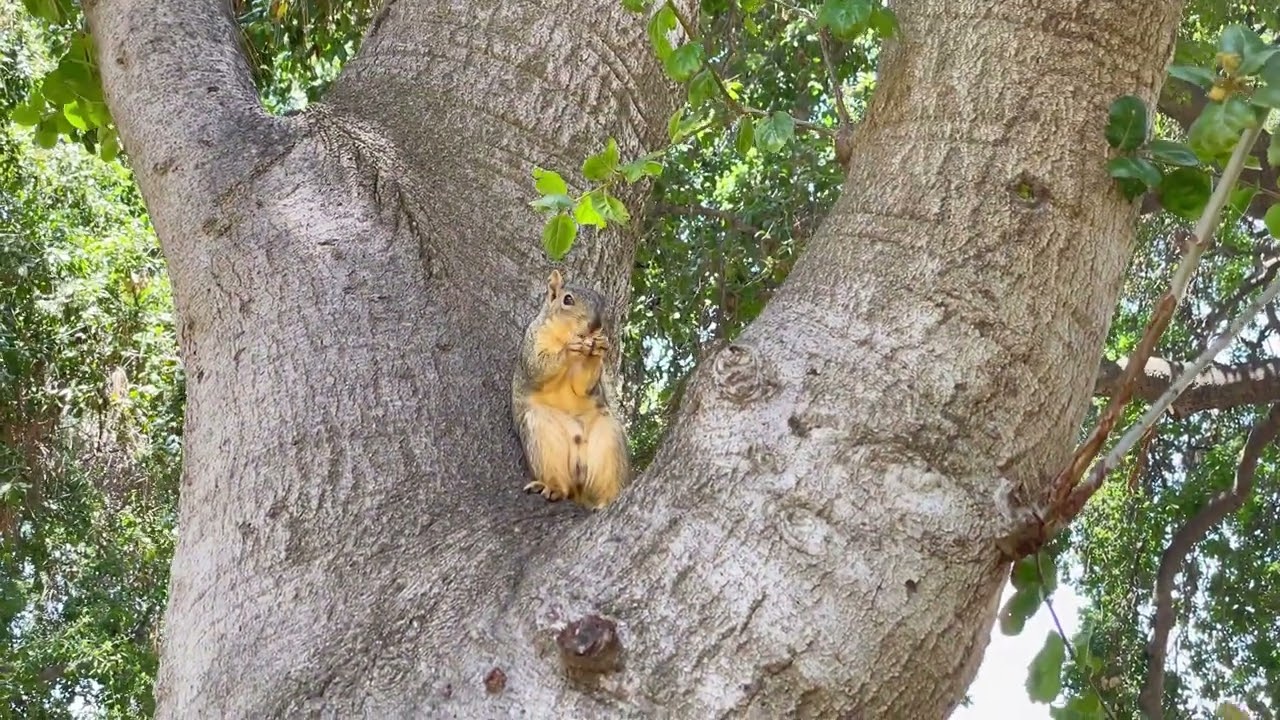 Playful squirrel recognize their human friend!