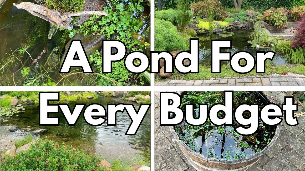 Build a Pond on Any Budget
