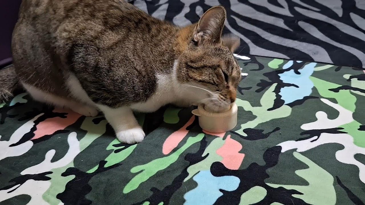 またたびボールにハマっちゃったタビちゃん