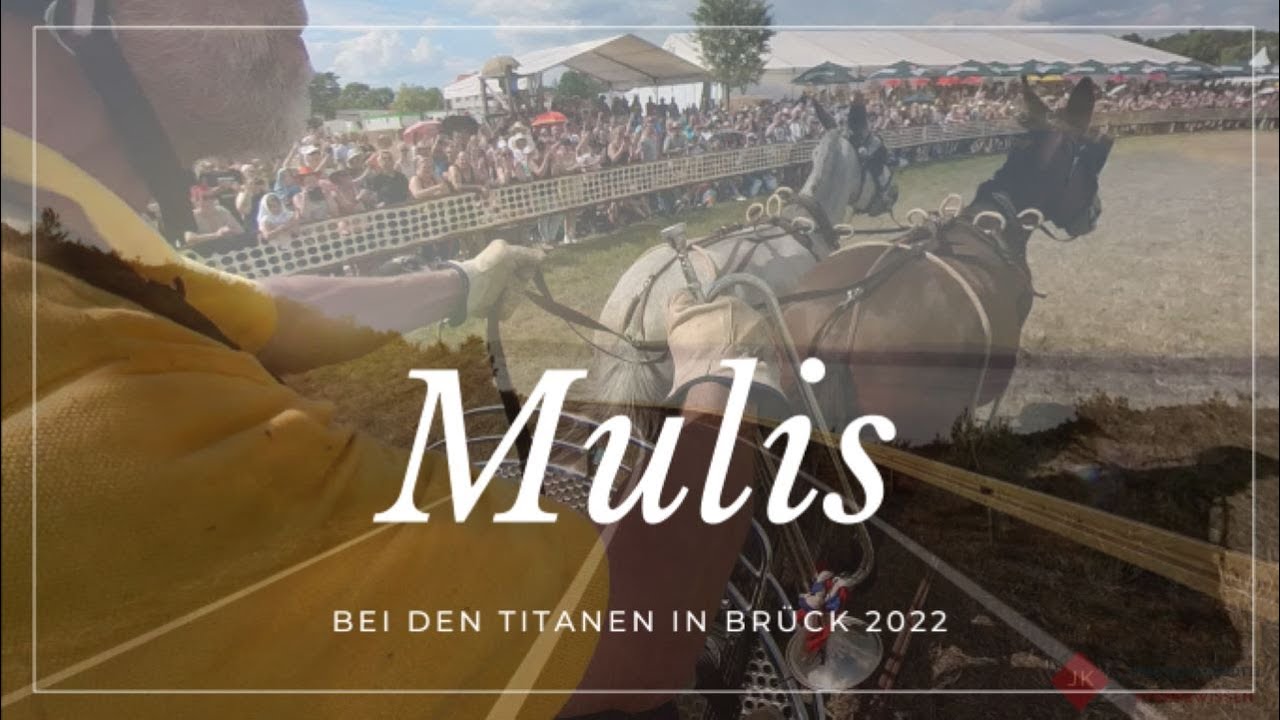 Titanen der Rennbahn - 2Spänner-Rennen mit Maultieren - Achim Rensch