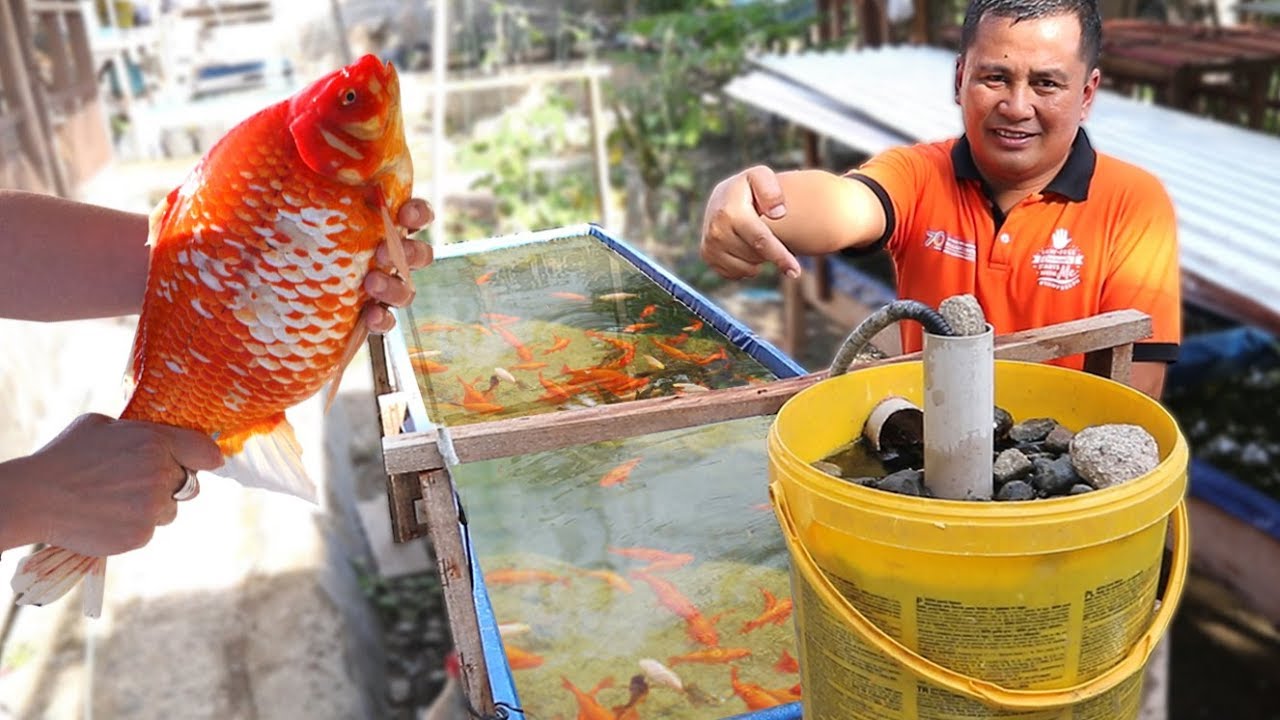 WHY DO FISH KEEPING NEEDS FILTRATION SYSTEM