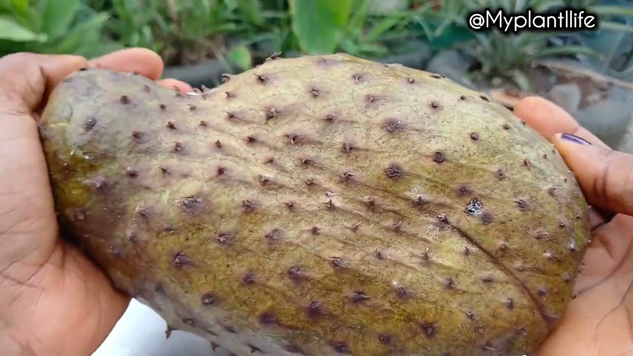 The Real Taste of Homegrown Tree  Rippened Soursop 