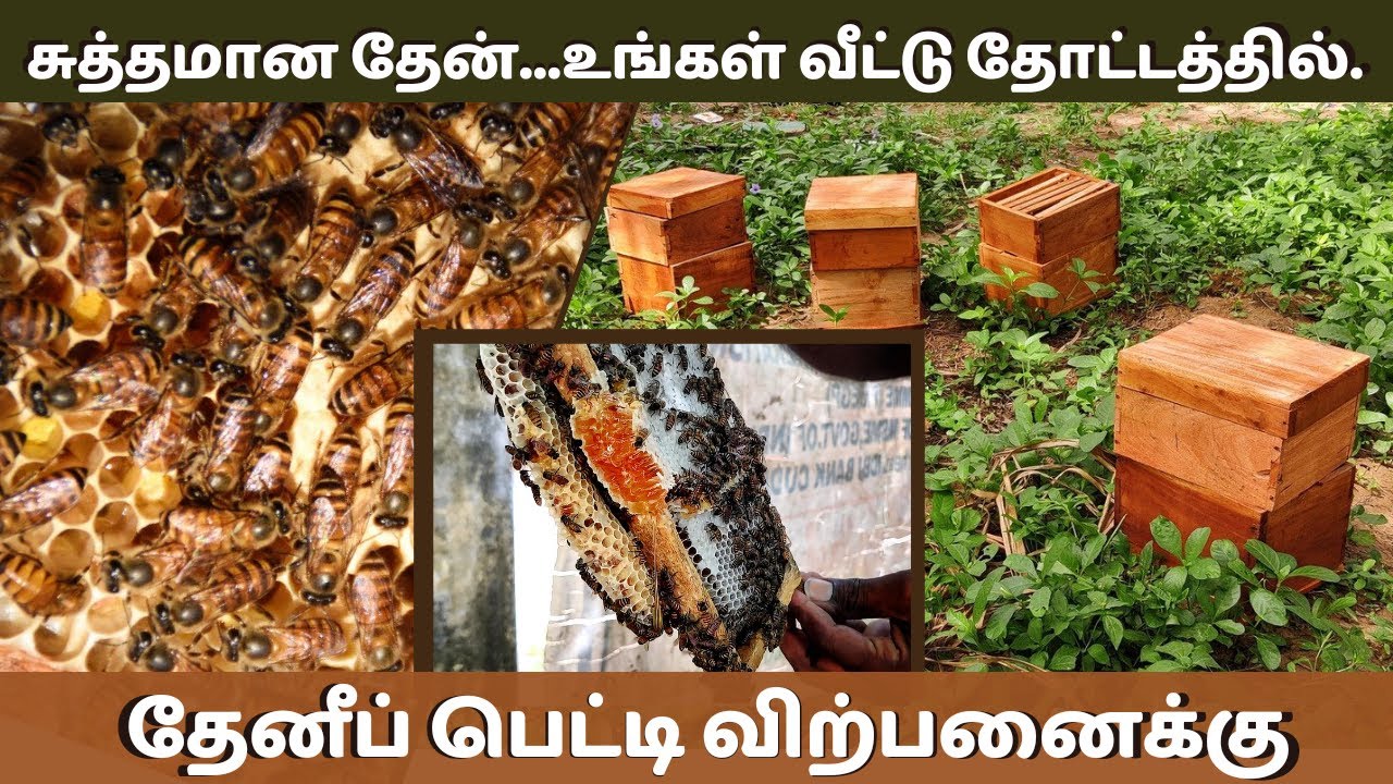 உங்கள் வீட்டுத் தோட்டத்திலேயே தேனீக்கள் வளர்க்கலாம் | How To Start Bee Keeping In Your Garden A-Z.
