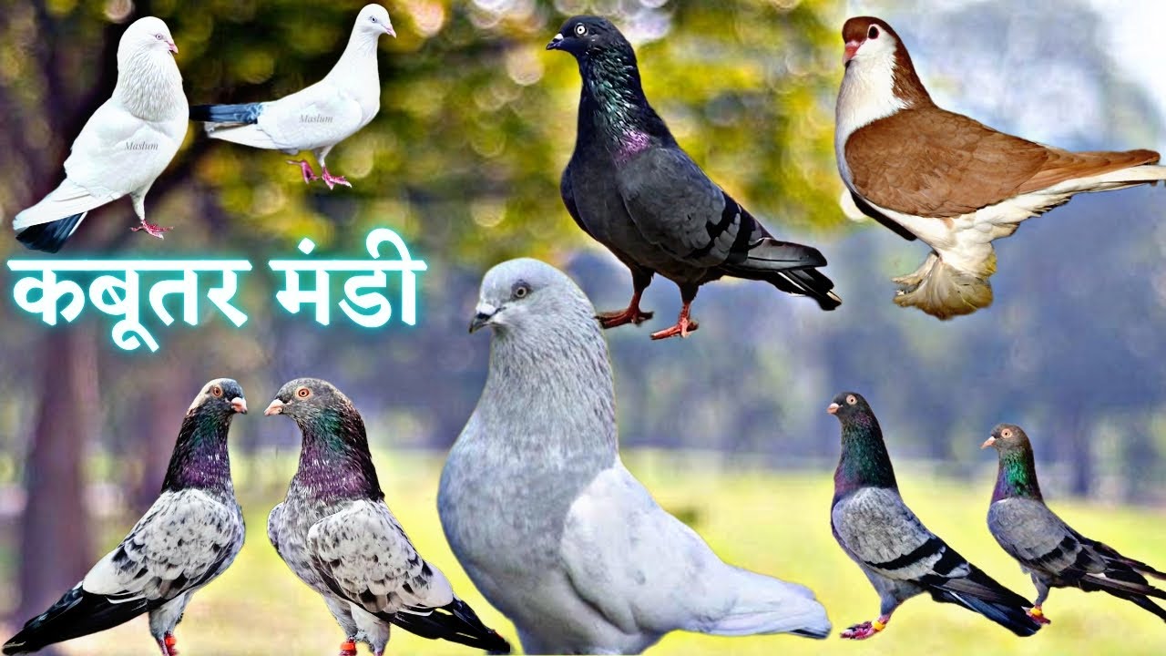 कबूतर मंडी शाहजहांपुर | Kabootar Mandi Shahjahanpur | Pet Market | Pigeon Market