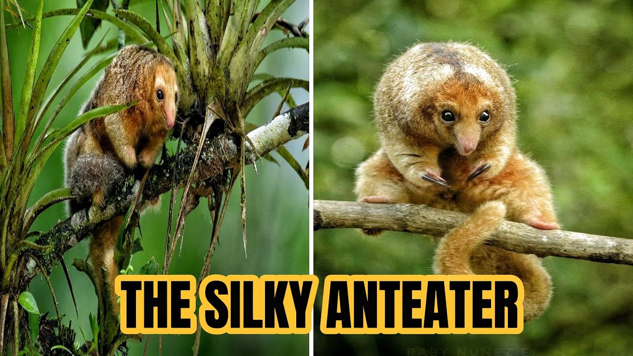This Is the Silky Anteater – A Tiny, Mysterious Tree-Dweller