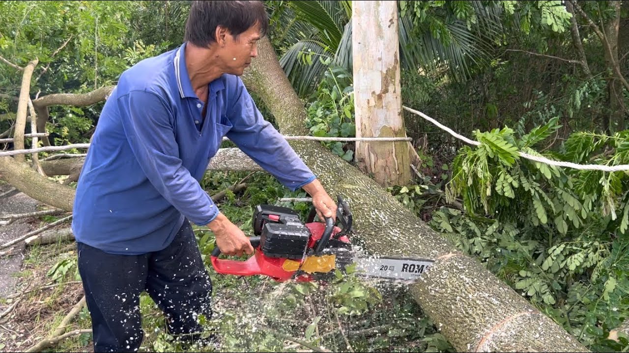 Cưa Cây Còng Gốc Siêu Khủng | Máy Cưa Pin Siêu Mạnh | Cưa Cây Từ Thiện